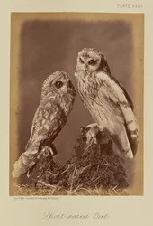 Hibou des marais