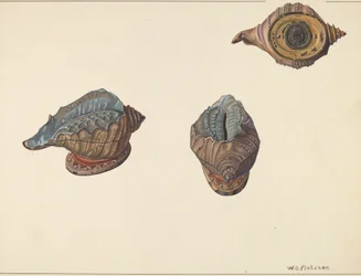 Banque de Coquillages, vers 1938