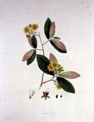 Ochna squarrosa, illustration de 