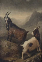 Deux chèvres galloises