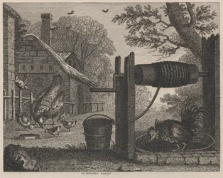 La vieille poule et le coq