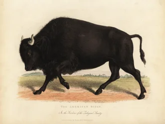 Bison américain ou buffle, Bison bison