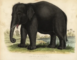 Éléphant d