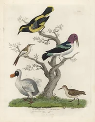 Grimpereau noir et jaune, grimpereau brun et blanc, Certhia americana, grimpereau de Cayenne, Dacnis cayana, dodo, Raphus cucullatus, et purre ou bécasseau, Calidris alpina. Gravure sur cuivre coloriée à la main par un artiste inconnu, tirée de Natural