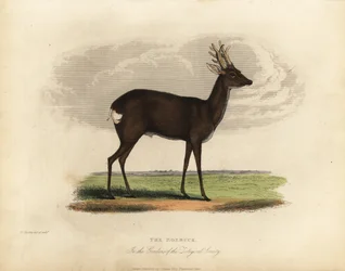 Chevreuil européen, Capreolus capreolus