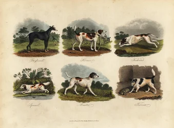 Lévrier, Harrier, Foxhound, Épagneul, Pointer, Terrier