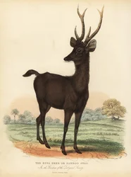 Rusa de Java ou cerf sambar de Sunda, Rusa timorensis. Vulnérable