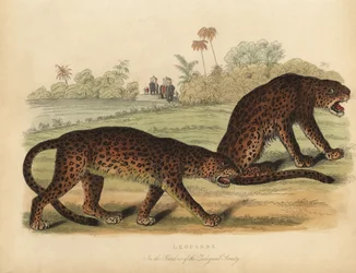 Léopards, Panthera pardus