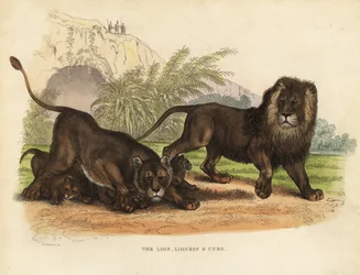 Lion, Lionne et Lionceaux, Panthera leo