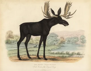 Élan ou orignal, Alces alces