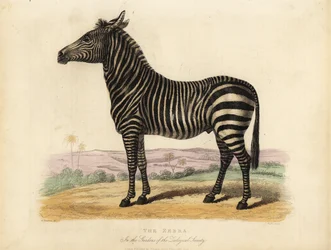 Zèbre des plaines, Equus quagga