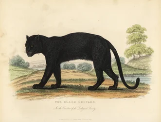 Le léopard noir, Panthera pardus.