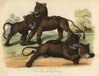 Les lionceaux dans les jardins de la Société zoologique