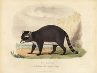 Le Raton laveur, Procyon lotor