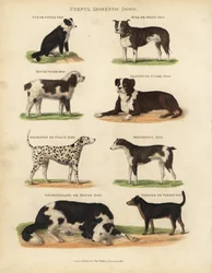 Chiens domestiques utiles, Canis lupus familiaris