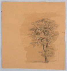 Étude de feuillage
