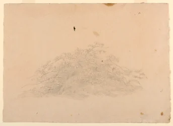 Étude de feuillage