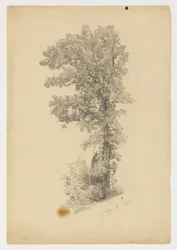 Étude de feuillage