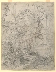 Étude de feuillage