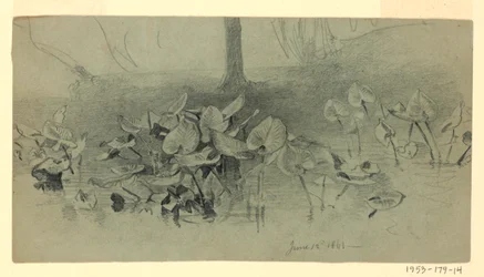 Étude de feuillage