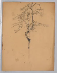 Étude de feuillage
