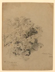 Étude de feuillage