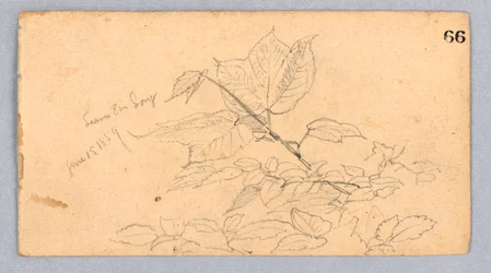 Étude de feuillage