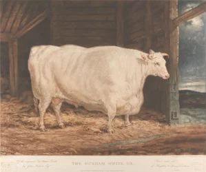 Le bœuf blanc de Durham / De la race améliorée de Tees Water, / par John Nesham, Esqr. / Élevé et nourri / de Houghton le Spring, Durham
