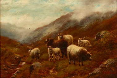 Moutons des Highlands sur un versant