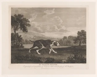 Pointer espagnol dans un paysage