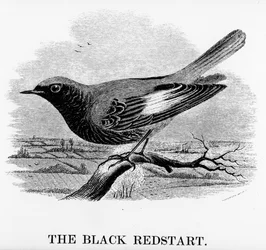 Le rougequeue noir, illustration tirée de « A History of British Birds » de William Yarrell, publié pour la première fois en 1843