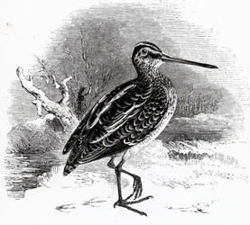 La Bécassine, illustration de 