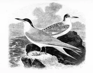 La Sterne commune, illustration de 