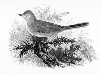 Le Dartford Warbler, illustration de 
