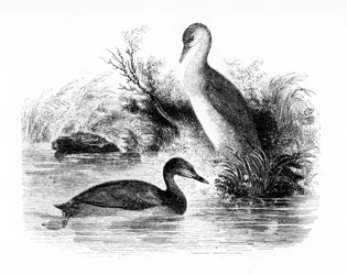 Le Grèbe castagneux, illustration de 