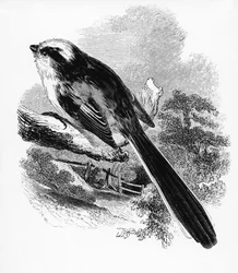 La Mésange à longue queue, illustration tirée d