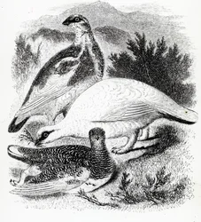Le lagopède, illustration de 