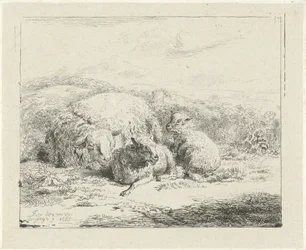 Mouton couché avec deux agneaux