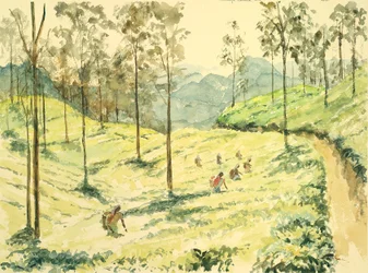 Cueilleurs de thé près d