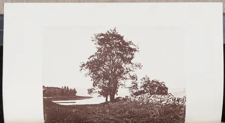 Caroubiers sur les rives de la rivière Bass à Beverly
