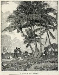 Un groupe de palmiers, extrait du Century Magazine, février 1887