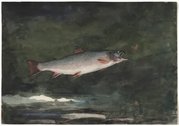 Truite bondissante, 1889