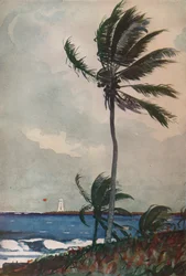 Palmiers, Nassau, 1898, 1932