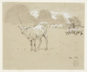 Moutons Pâturant dans un Champ