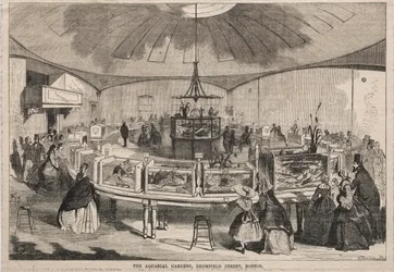 Les Jardins Aquariaux, rue Bromfield, Boston, 1859