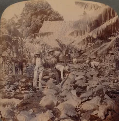 Coupe du tabac - Une plantation typique - Province de La Havane, Cuba, 1899