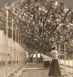 La plus vieille vigne du monde, palais de Hampton Court, plantée en 1768, Angleterre, 1897