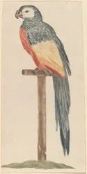 Perroquet, années 1680-1690