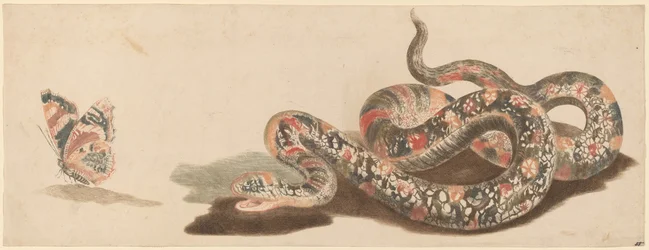 Serpent et papillon