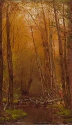 Les bouleaux des Catskills